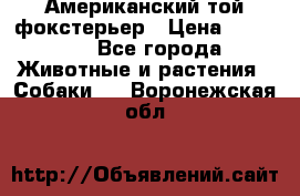 Американский той фокстерьер › Цена ­ 25 000 - Все города Животные и растения » Собаки   . Воронежская обл.